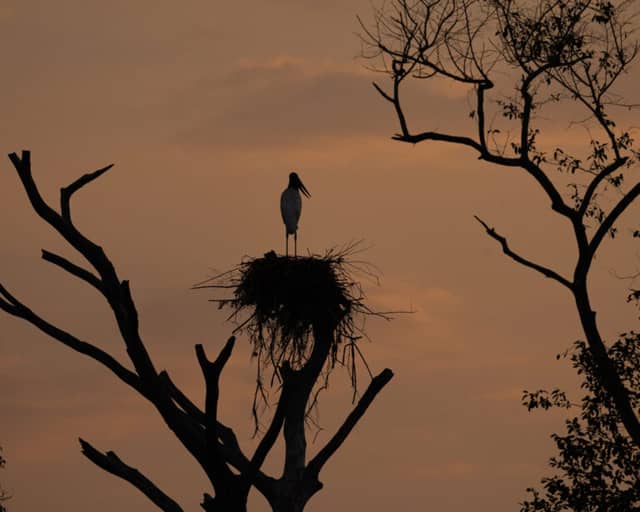 Pantanal nord o sud: quale delle due regioni scegliere?