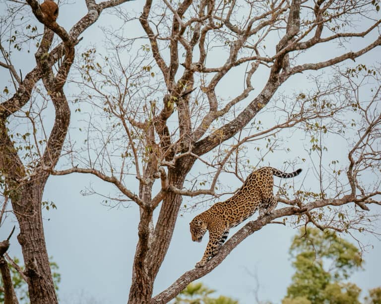 10 curiosità sul giaguaro (Panthera onca) e perché il Brasile è il suo regno