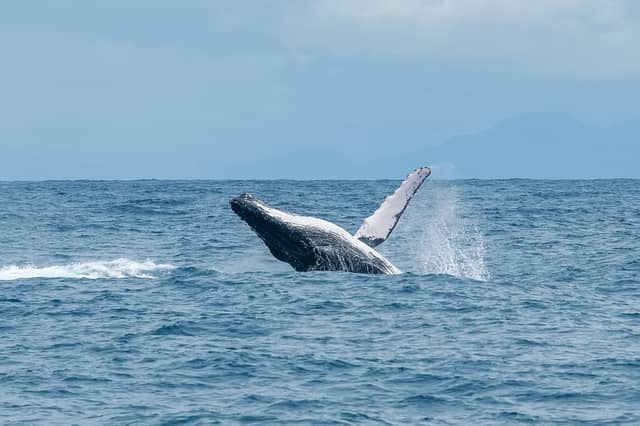 Uma baleia jubarte saltando completamente fora d'água durante um passeio em Abrolhos, com montanhas ao fundo no horizonte