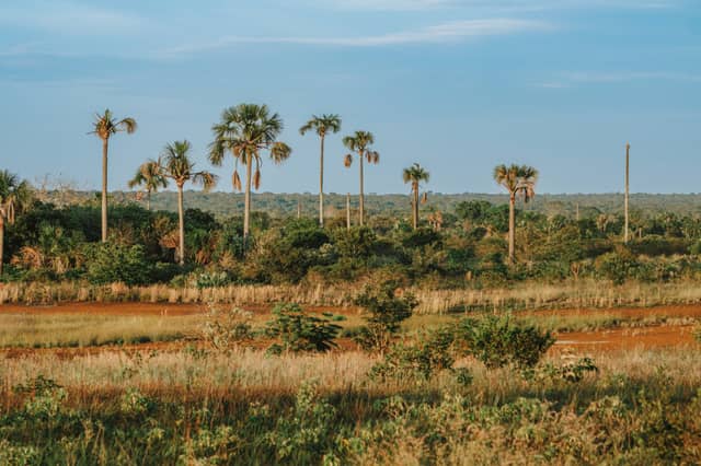 Tall native palm trees rising above golden grassland and dense green forest in the Cerrado Brazil savanna under a soft blue sky