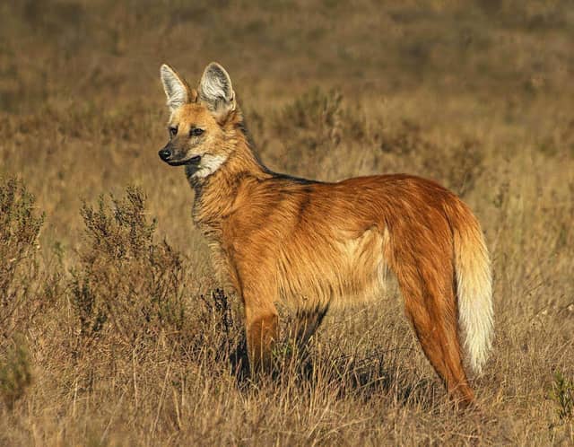 Um lobo-guará em alerta no campo cerrado dourado do Jalapão, com sua pelagem avermelhada e orelhas grandes bem visíveis