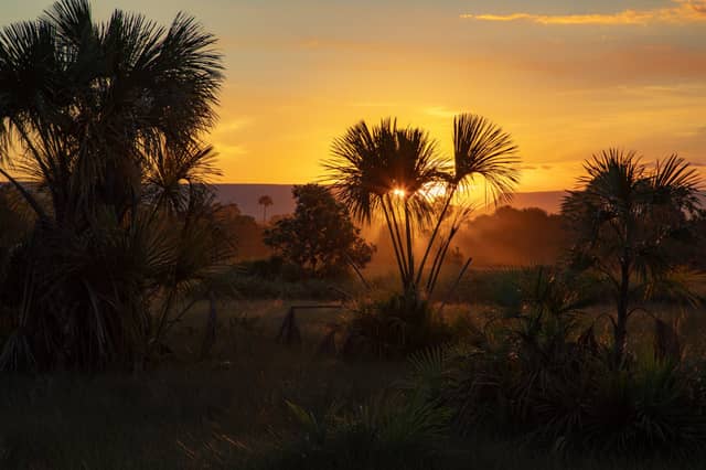Pôr do sol dourado irrompendo entre silhuetas de palmeiras do Cerrado na paisagem selvagem do Jalapão no Brasil