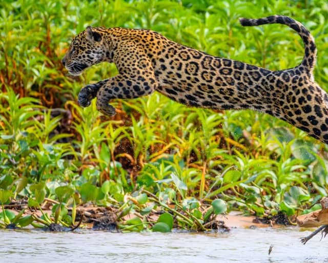 Come visitare il Pantanal in Brasile: guida di viaggio