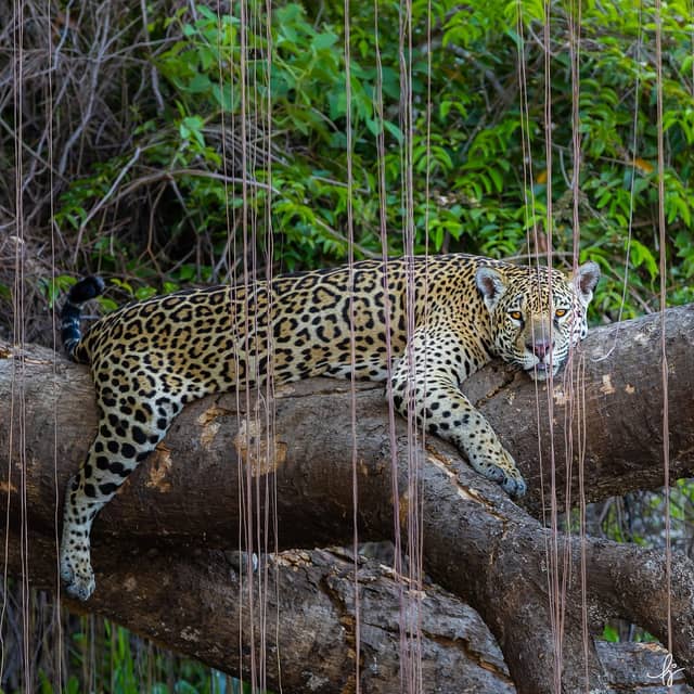 A wild jaguar rests draped across a large fallen log in the Pantanal, its amber eyes locked on the camera through hanging aerial roots, dense green riverine vegetation behind it — a defining sighting on pantanal jaguar tours