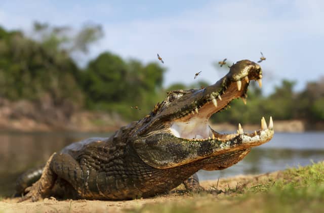 Um jacaré-do-pantanal tomando sol em uma margem de areia no Pantanal, Brasil, com as mandíbulas escancaradas e insetos voando ao redor do focinho, vegetação exuberante e rio tranquilo ao fundo