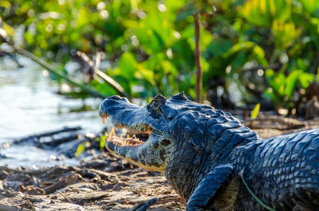 Een yacarekaaiman rust met open kaken op een zandige rivieroever in de Pantanal