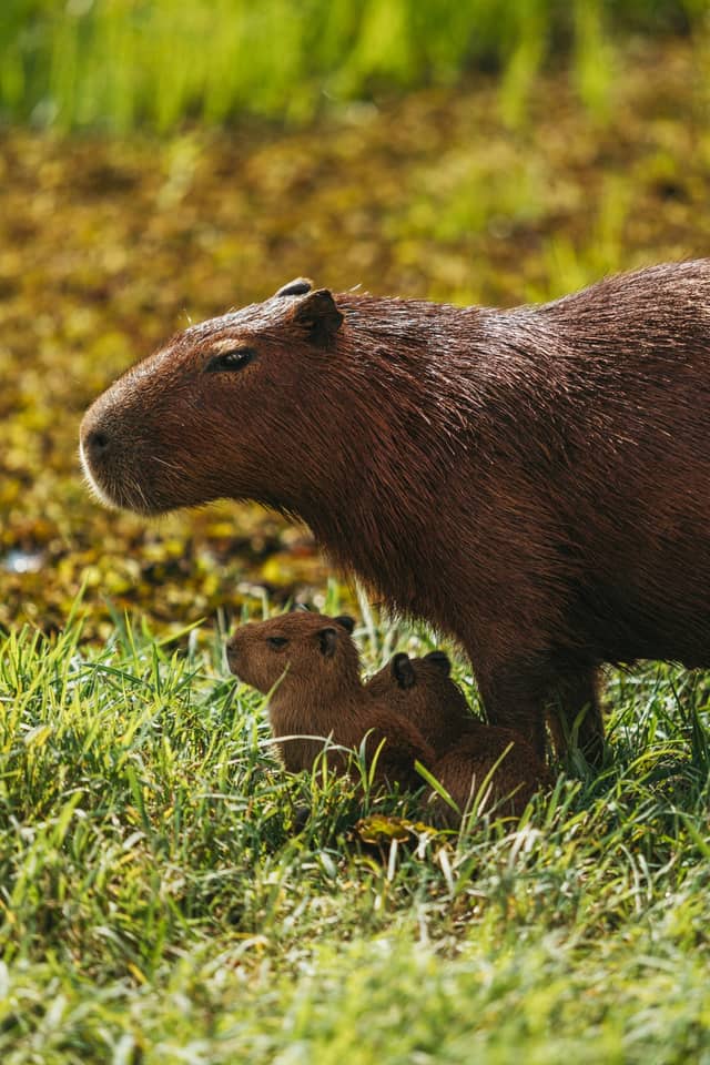 An adult capybara standing over two tiny pups sheltering beneath her in green wetland grass, a moment of wildlife intimacy on a brazil photography tour