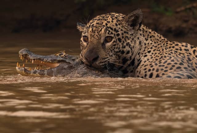 Un jaguar sujeta a un caimán por la cabeza en las aguas turbias y marrones del Pantanal, ambos animales parcialmente sumergidos mientras el caimán abre las mandíbulas de par en par