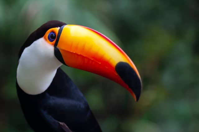 Retrato en primer plano de un tucán toco que muestra su vistoso pico naranja y rojo, la garganta blanca y el anillo azul del ojo sobre un fondo verde suave en el Pantanal