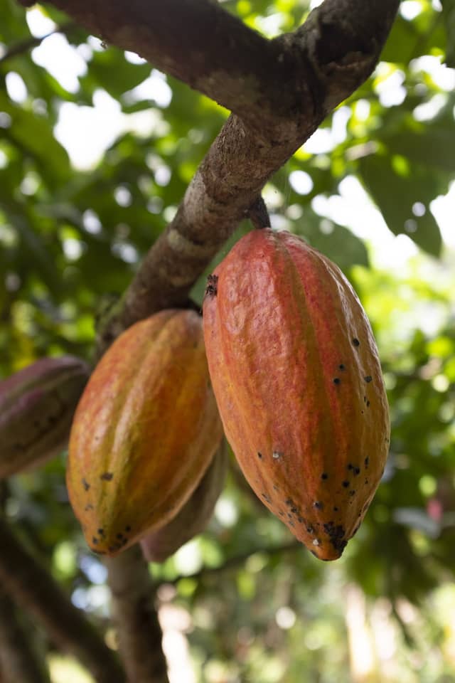 Twee rijpe oranje-rode cacaopeulen hangen aan een tak tijdens een boerderijbezoek op de fietsroute door Bahia