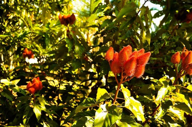 Clusters of vivid red spiky seed pods from an achiote shrub glowing in dappled sunlight during a manaus jungle tour, surrounded by dense tropical foliage