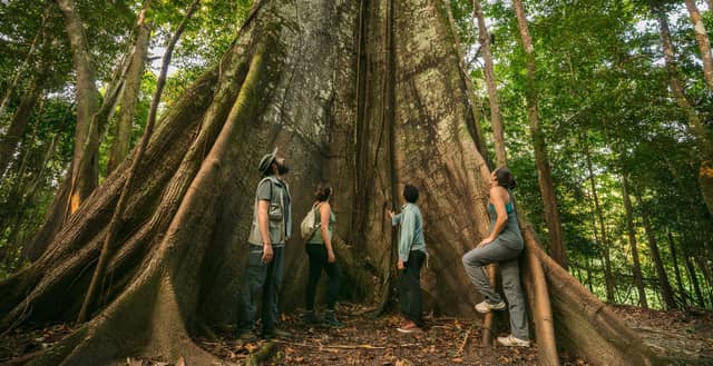Four ecotourists standing at the base of a massive buttressed rainforest tree during a manaus jungle tour, gazing up at its towering trunk in a dense green canopy