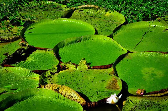 Enormous green giant water lily pads covering a still waterway on a manaus jungle tour, with a single white flower blooming among the pads