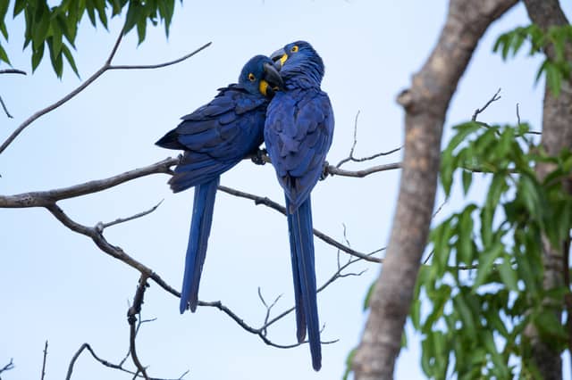A pair of vibrant cobalt-blue hyacinth macaws perched close together on a bare branch during a pantanal jaguar tour, preening each other against a soft pale-blue sky with tropical foliage in the background