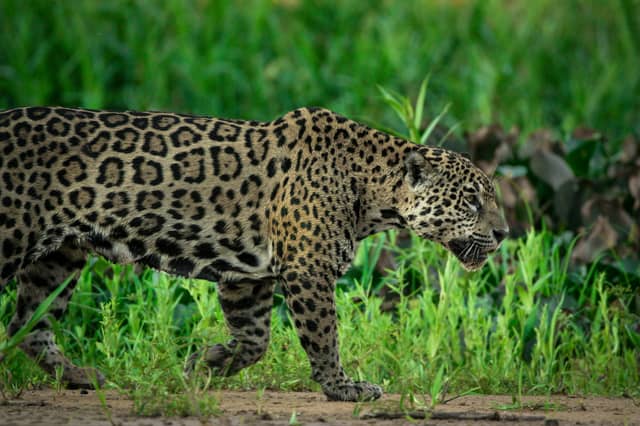 Um jaguar selvagem caminhando furtivamente por vegetação verde exuberante em um passeio pelo Pantanal no Brasil