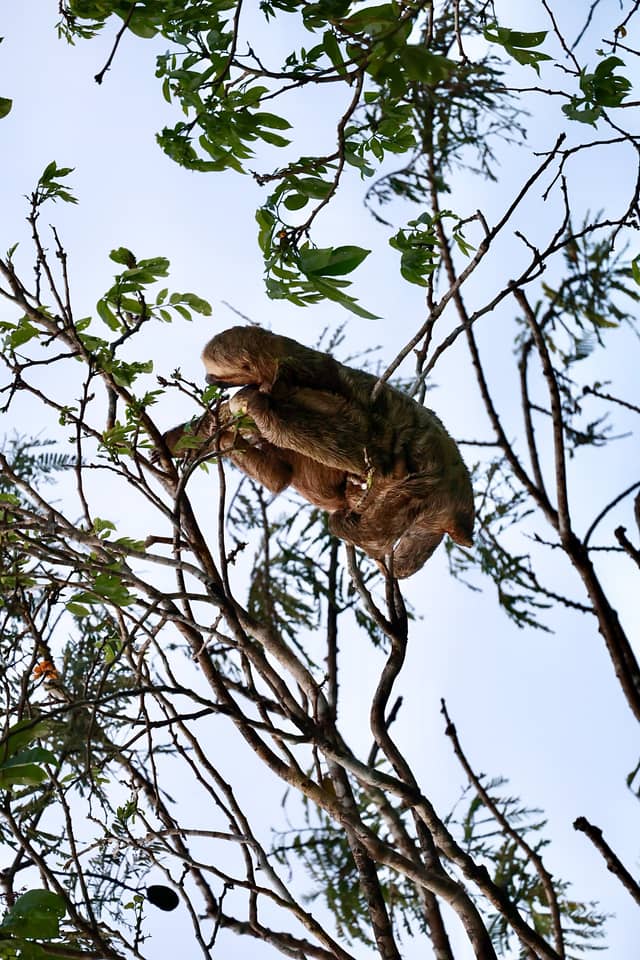 Three-toed sloth climbing slowly through treetop branches in the Amazon