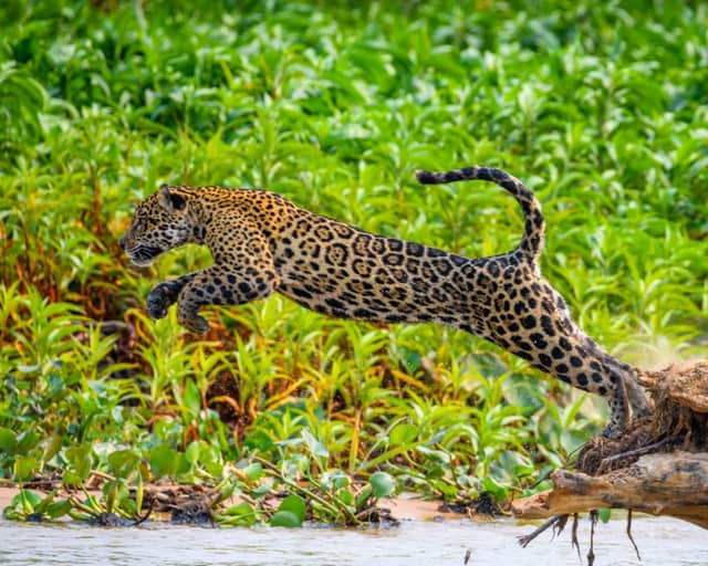 Cómo visitar el Pantanal de Brasil: guía de viaje