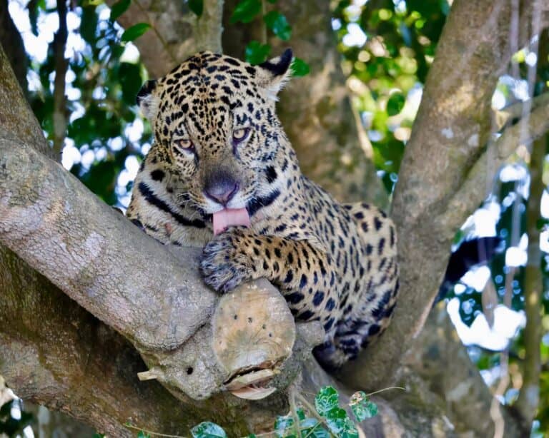 Cinco jaguares en un día: Michael y su familia de safari en el Pantanal de Brasil