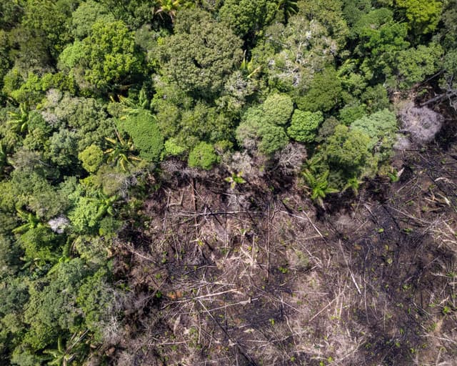 Dia de Proteção às Florestas: Conheça 7 guardiões da Floresta Amazônica