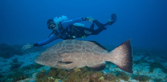 Die besten Tauchspots in Fernando de Noronha