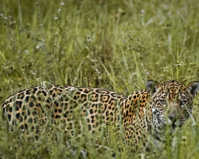 What is the best Pantanal safari in Brazil?