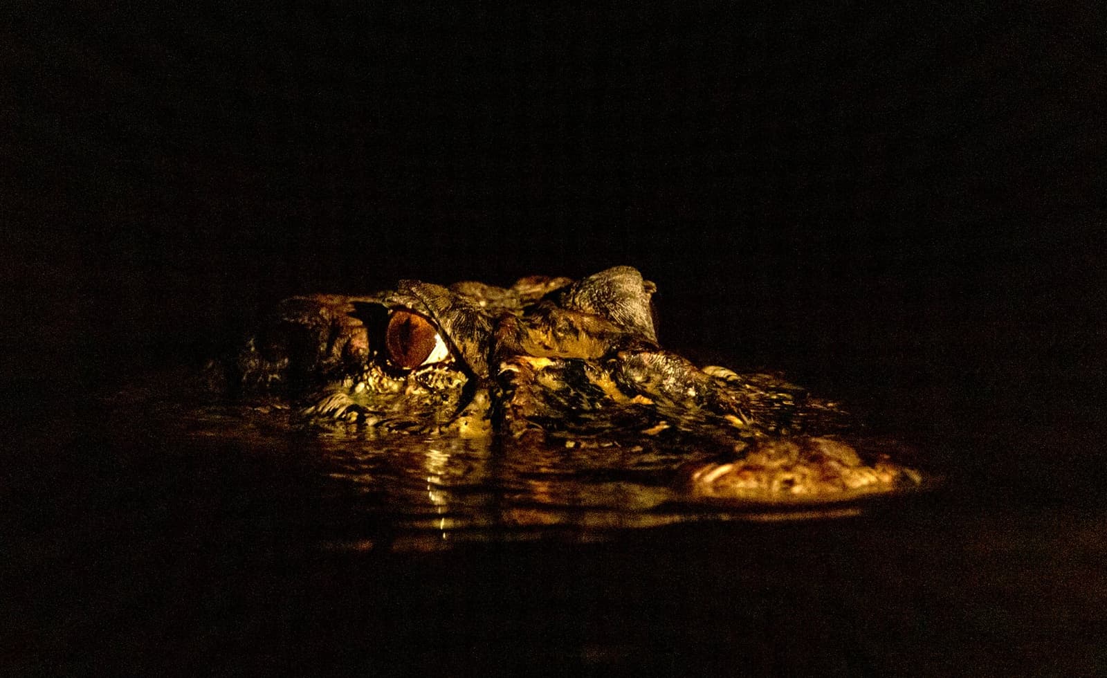 A caiman's armored head and glowing amber eye caught in torchlight at the waterline during a tucano amazon river cruise night excursion