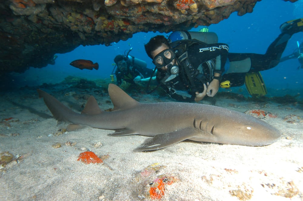 Diver with a shark in Fernando de Noronha