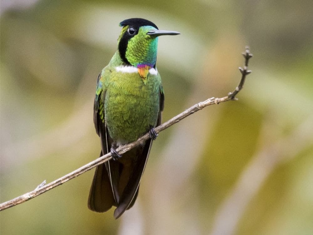 Uccello dal piumaggio verde acceso e dai dettagli colorati posato su un ramo sottile, esempio della ricca biodiversità della Chapada Diamantina.