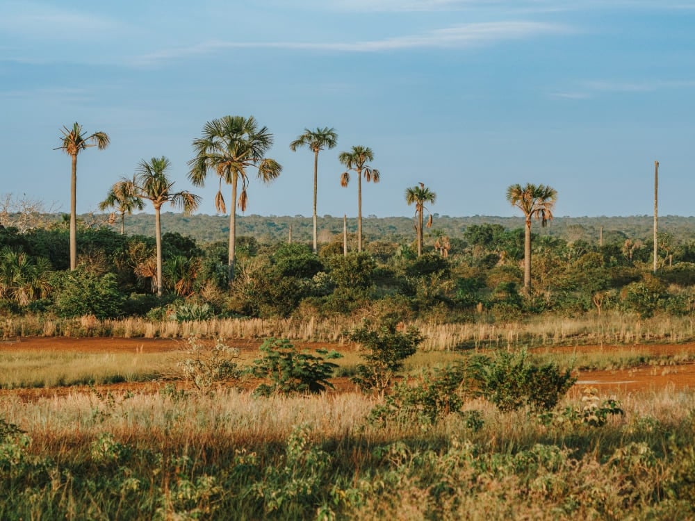 Vegetazione tipica del Cerrado, la savana del Brasile.