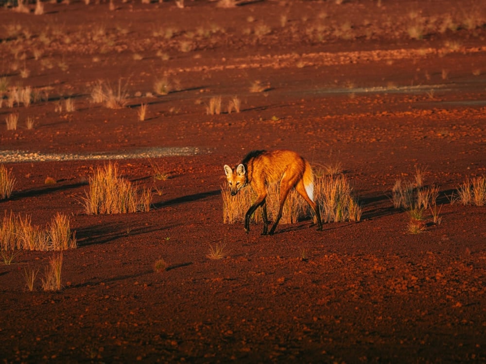 Lupo dalla criniera, il canide più grande del Sud America e simbolo del Cerrado.