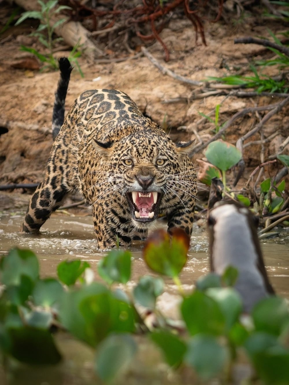 A jaguar, the star of Pantanal animals, walks through the water while baring its teeth.