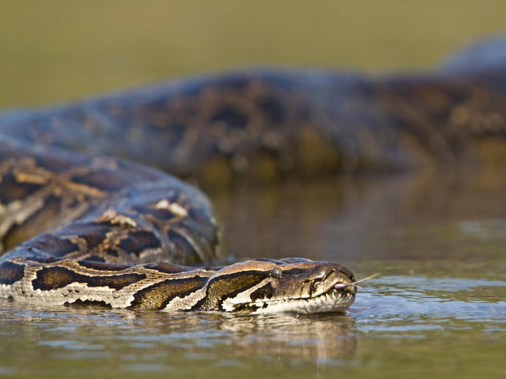 The head of a massive anaconda glides just above the water surface in the wetland marshes.