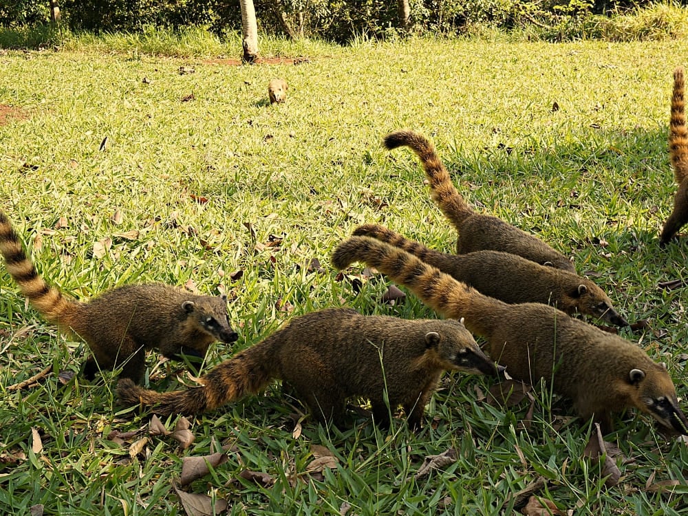 A group of ring-tailed coatis with raised tails forages for food in the green grass.