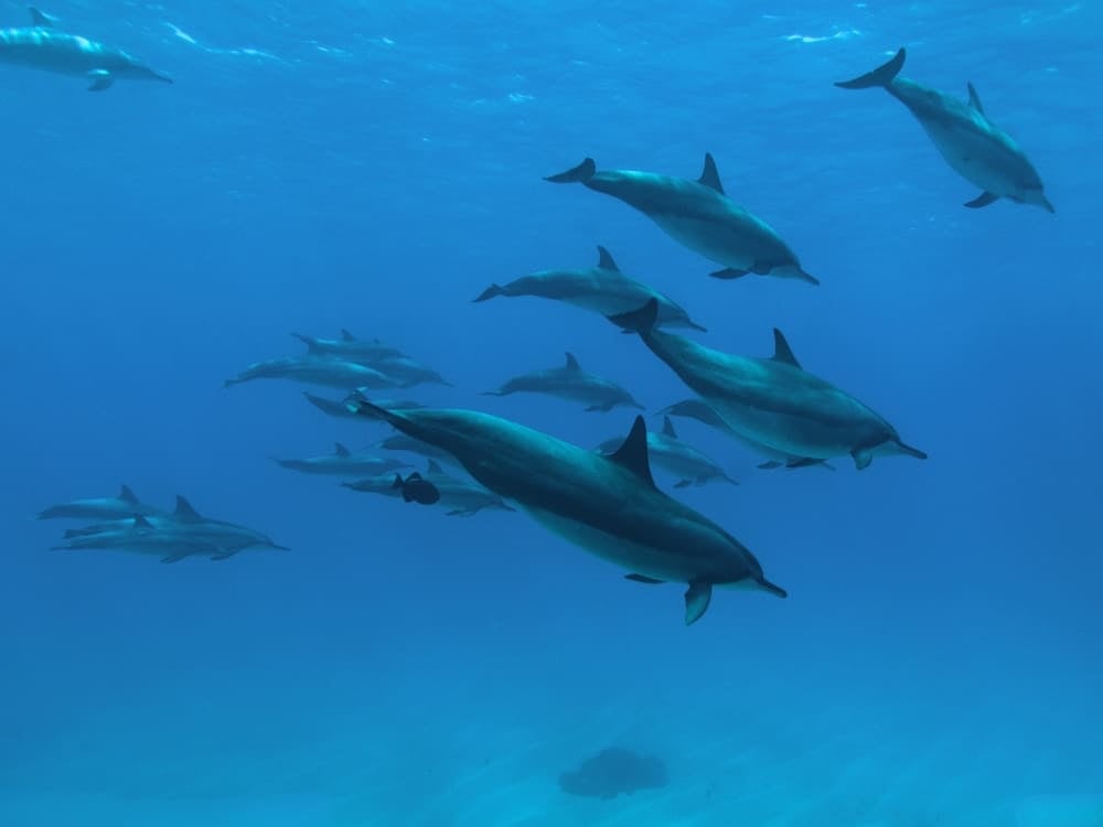 Delfini stenella a Fernando de Noronha