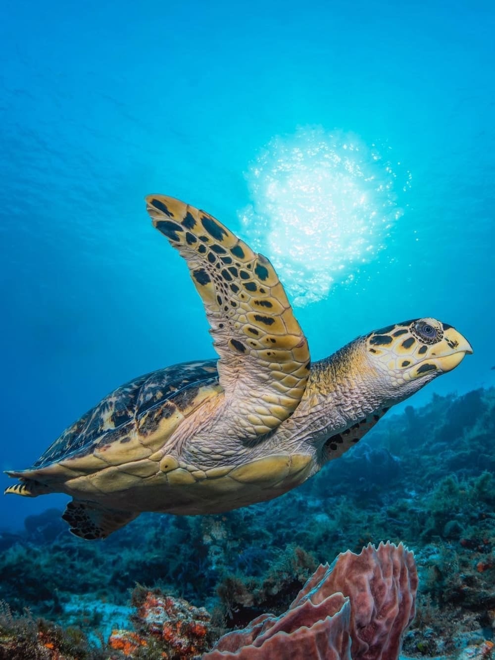 Tartaruga embricata a Fernando de Noronha