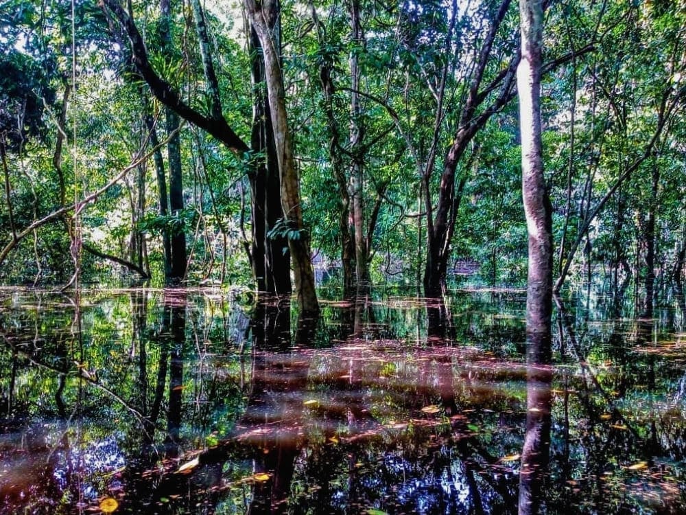 Alberi della foresta amazzonica riflessi nell'acqua scura e calma di una foresta allagata durante la stagione delle piogge. Alberi della foresta amazzonica riflessi nell'acqua scura e calma di una foresta allagata durante la stagione delle piogge.