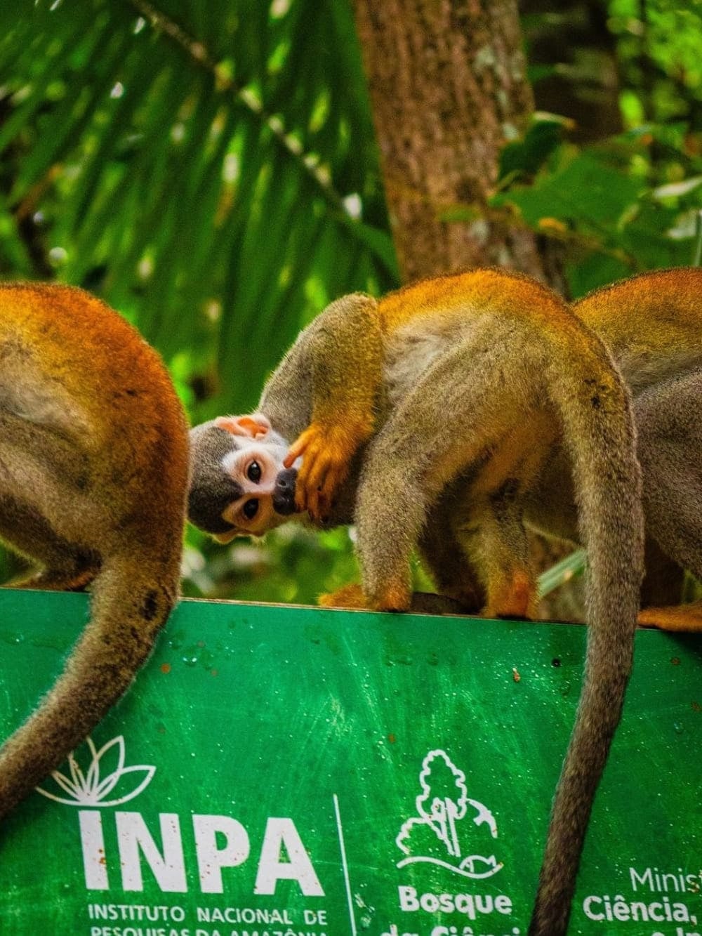 Piccole scimmie scoiattolo appoggiate insieme sopra un cartello verde nel Bosque da Ciência dell'INPA. Piccole scimmie scoiattolo appoggiate insieme sopra un cartello verde nel Bosque da Ciência dell'INPA.