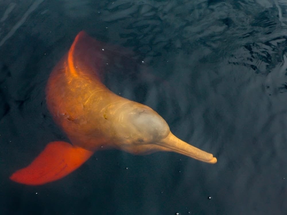 Un delfino rosa di fiume nuota vicino alla superficie di un'acqua scura e calma.