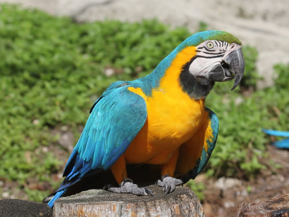 Un'ara blu e gialla posata su un pezzo di legno, una delle tante specie di uccelli che volano nei cieli del Jalapão.