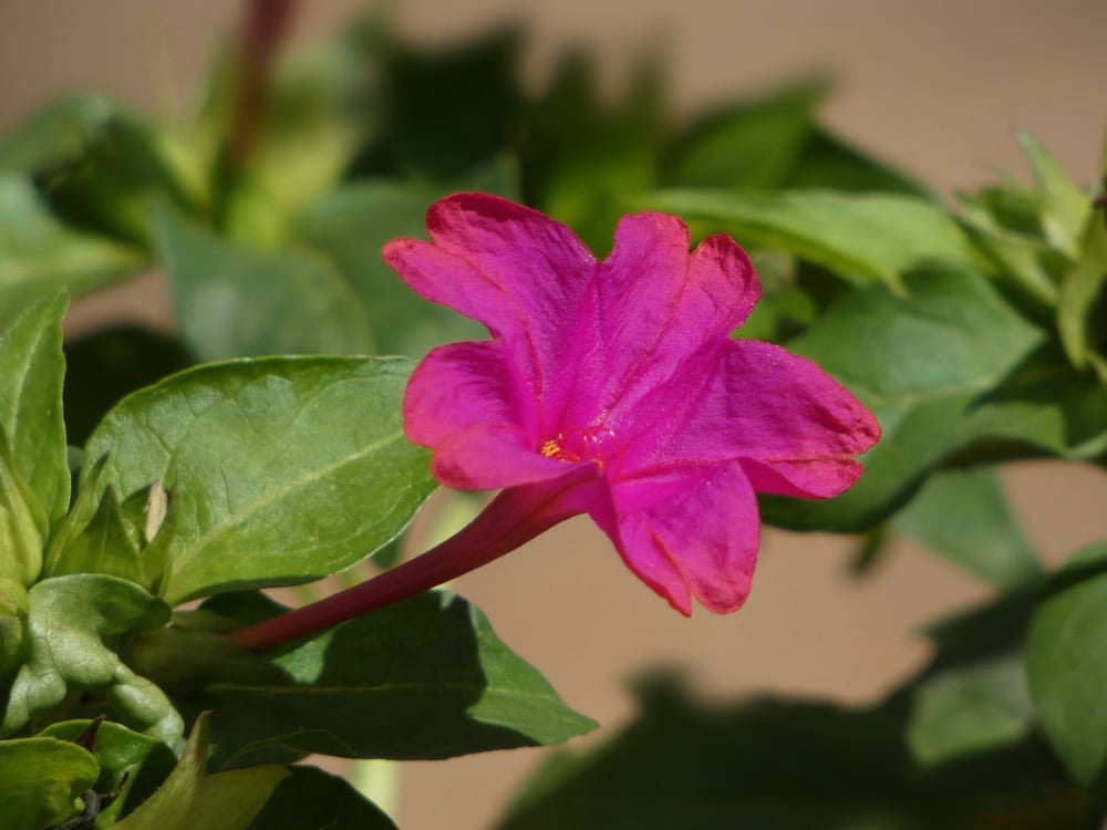 Un fiore di jalapa rosa acceso in piena fioritura, la pianta medicinale locale da cui deriva il significato del nome Jalapão.