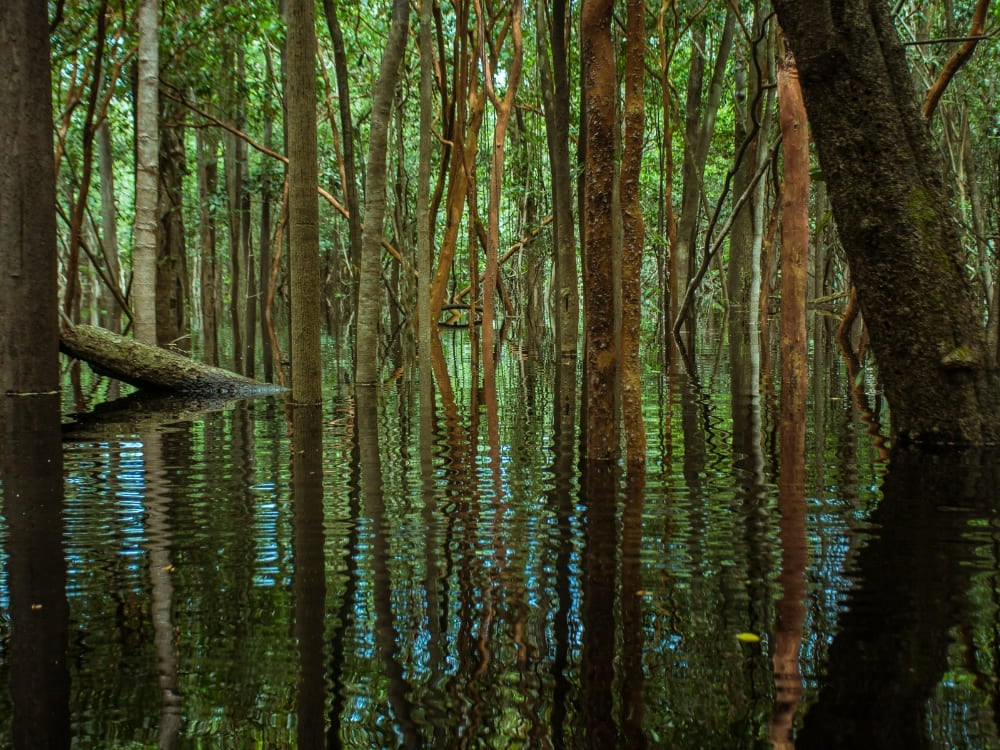 Tronchi sottili che emergono dalle acque scure degli igapó, le foreste allagate dell'Amazzonia.
