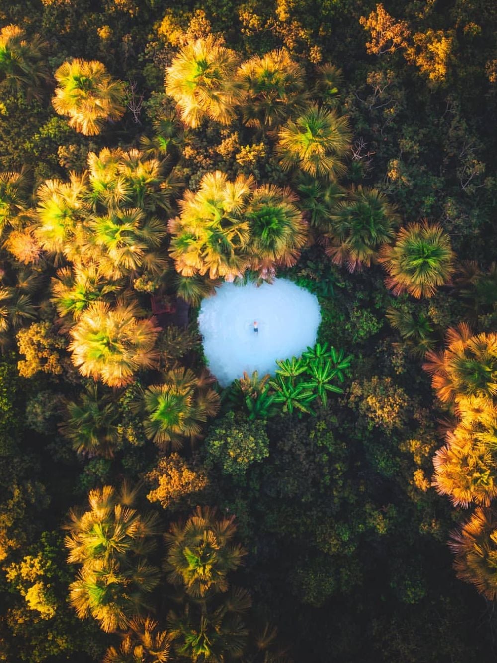 Veduta aerea di un fervedouro dall'acqua ciano trasparente circondato da fitte palme di buriti, nel Parco Statale del Jalapão.