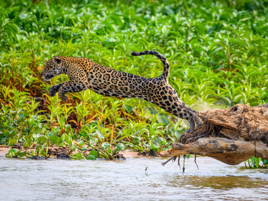 Un giaguaro avvistato nelle zone umide selvagge del Pantanal, in Brasile