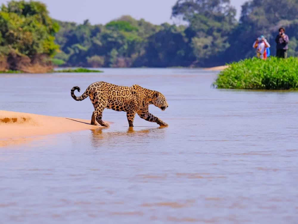 A wild jaguar walking along a riverbank during a North Pantanal safari, the premier region for jaguar sightings and wildlife tours.
