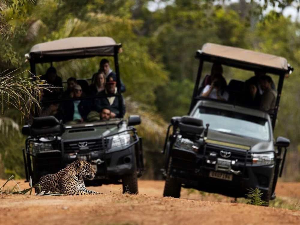 Two open-air safari vehicles stopping on a dirt road to observe a jaguar lying on the ground.