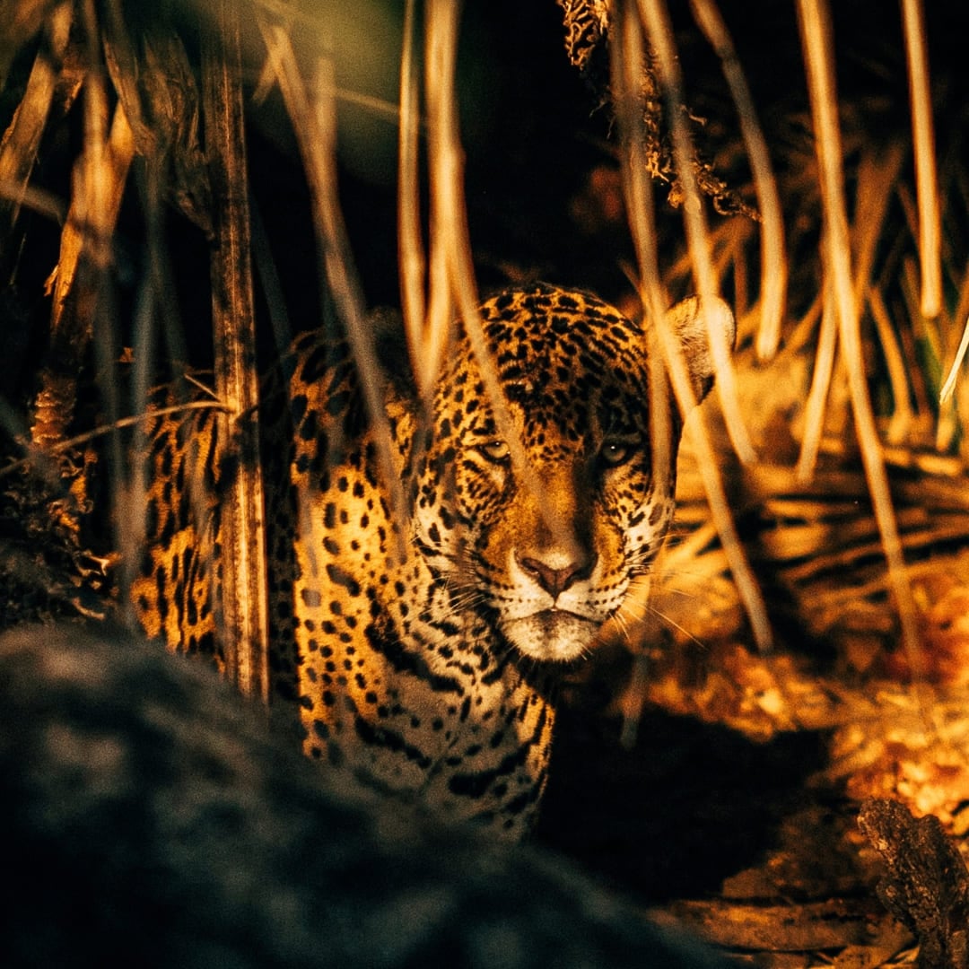 Close-up of a jaguar engaging in natural camouflage amidst dense foliage in the Brazilian wetlands.