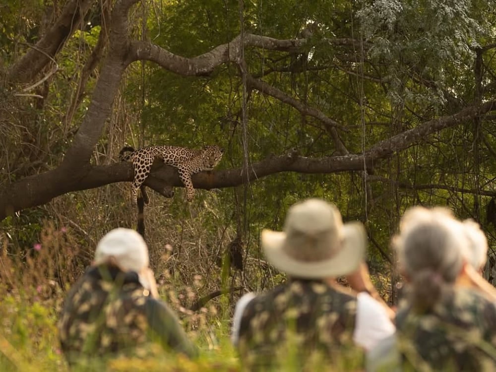 Tourists and photographers observing a jaguar in a tree, a highlight of a Pantanal trip focused on wildlife photography in the Northern Pantanal.