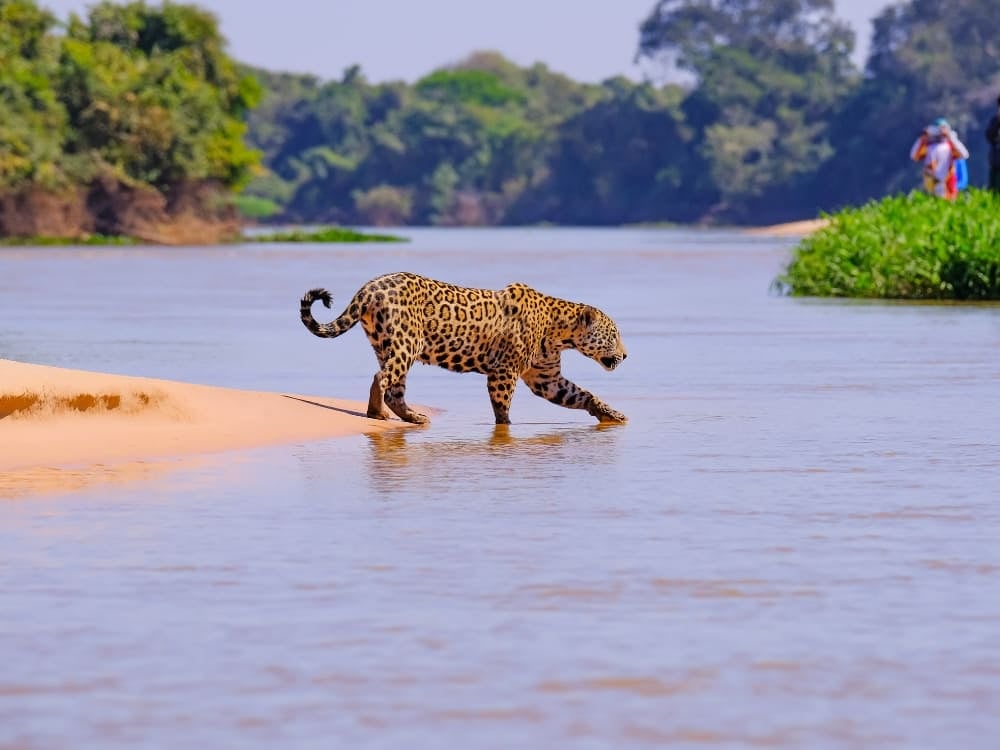 Pantanal (Mato Grosso, Mato Grosso do Sul)