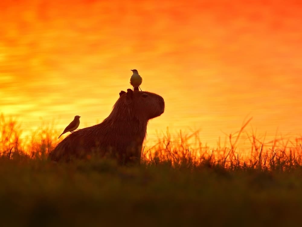 A silhouette of a capybara in tall grass during a golden sunset, with two small birds perched on its head and back