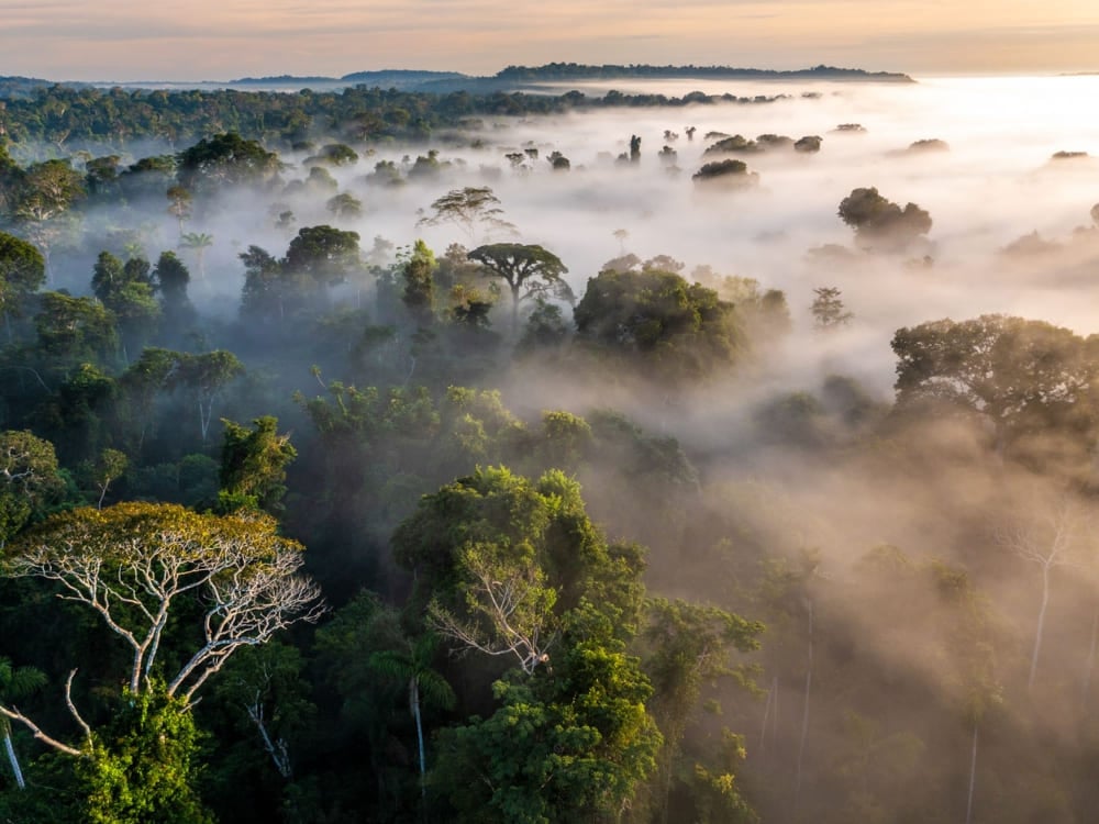 How to visit the Amazon Rainforest - Cristalino National Reserve How to visit the Amazon Rainforest - Cristalino National Reserve